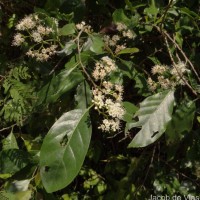 Ehretia aspera Willd.